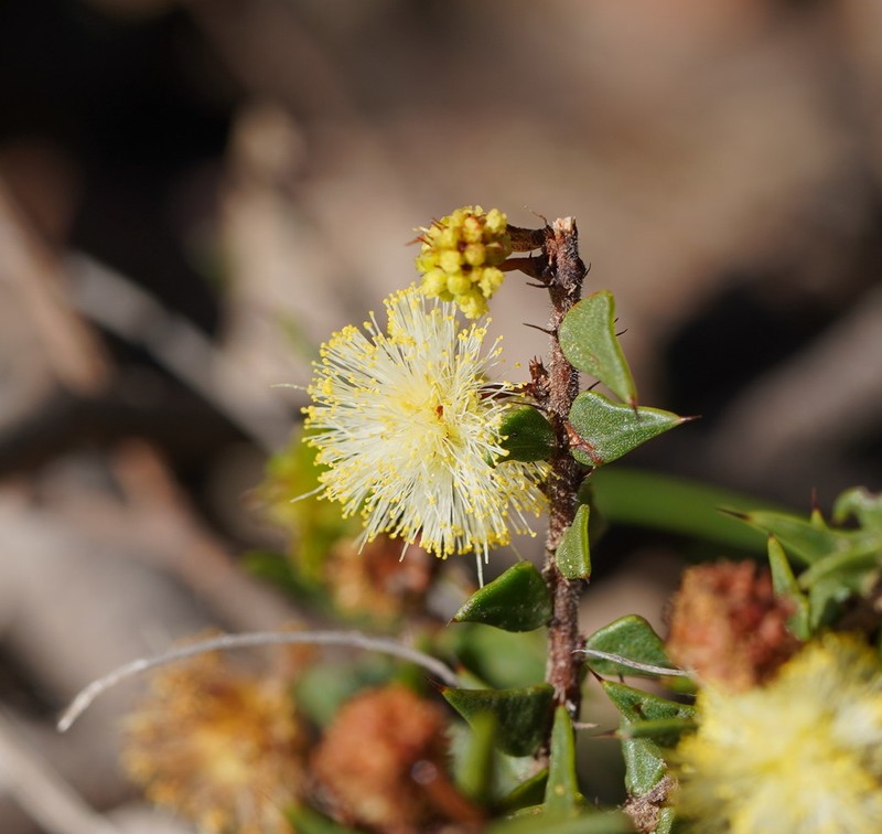 Acacia gunnii photo 7