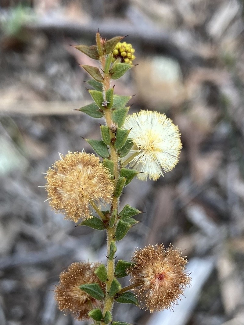 Acacia gunnii photo 8