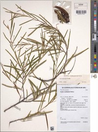 Acacia guymeri