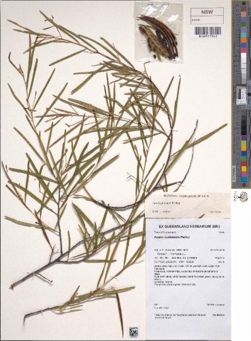 Acacia guymeri