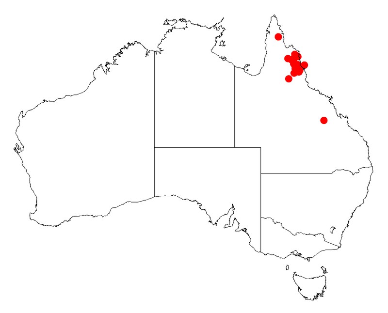 Acacia guymeri