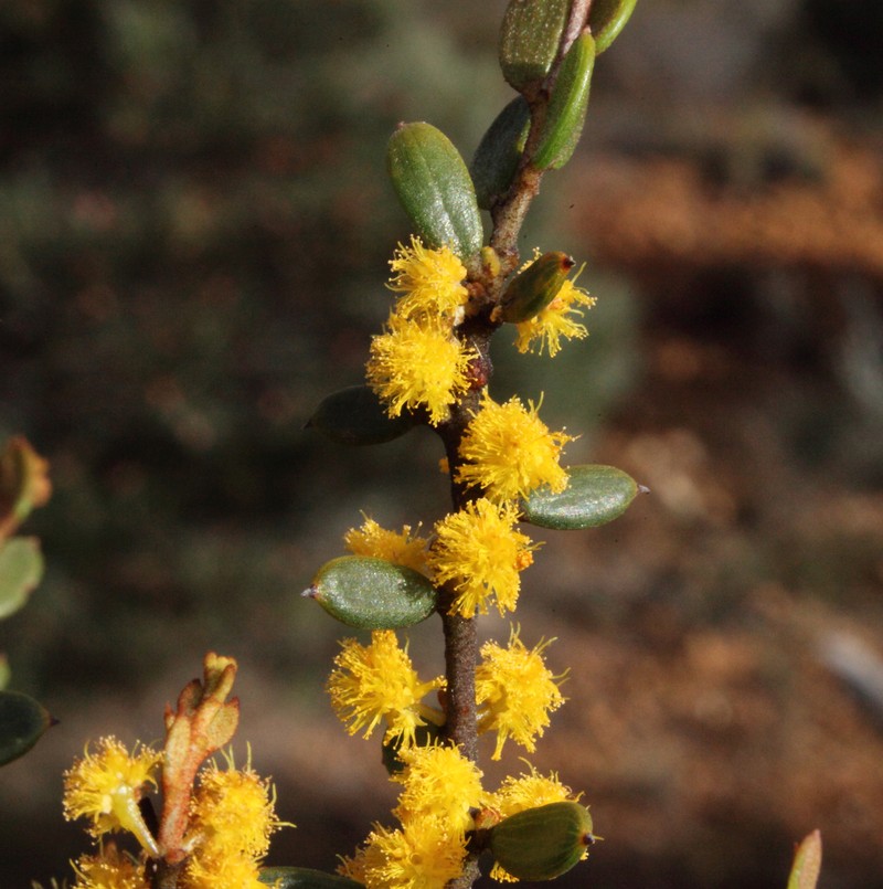 Acacia hadrophylla photo 4