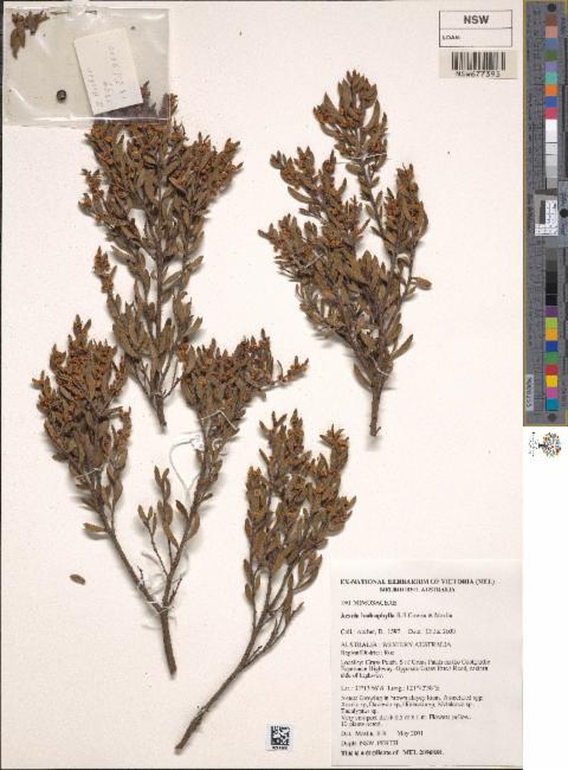 Acacia hadrophylla photo 5