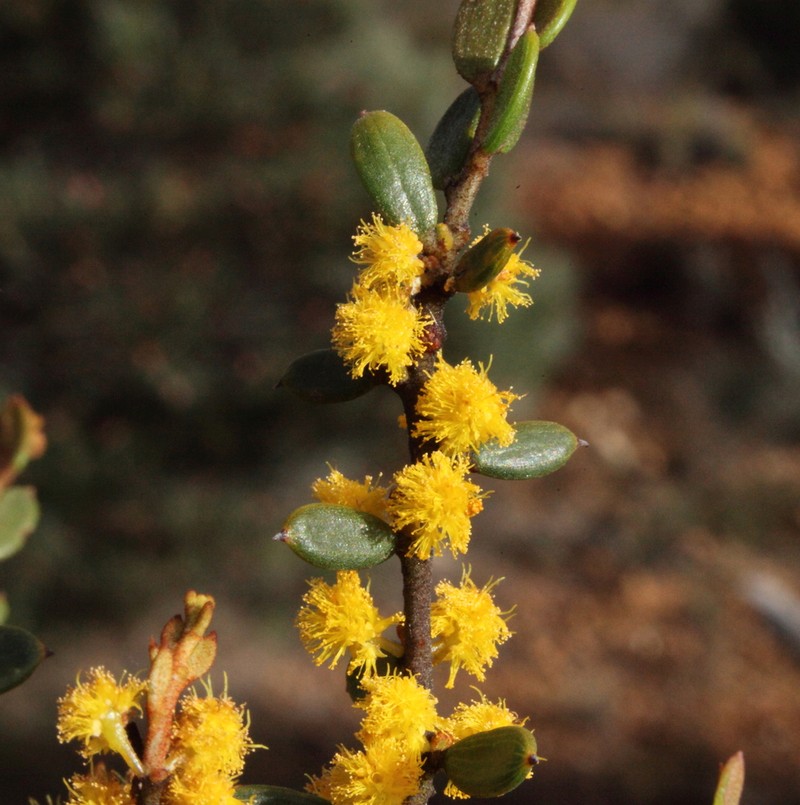 Acacia hadrophylla photo 2