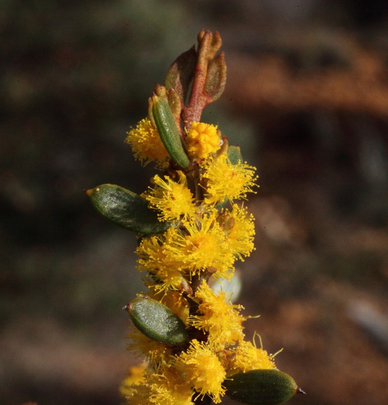 Acacia hadrophylla photo 3