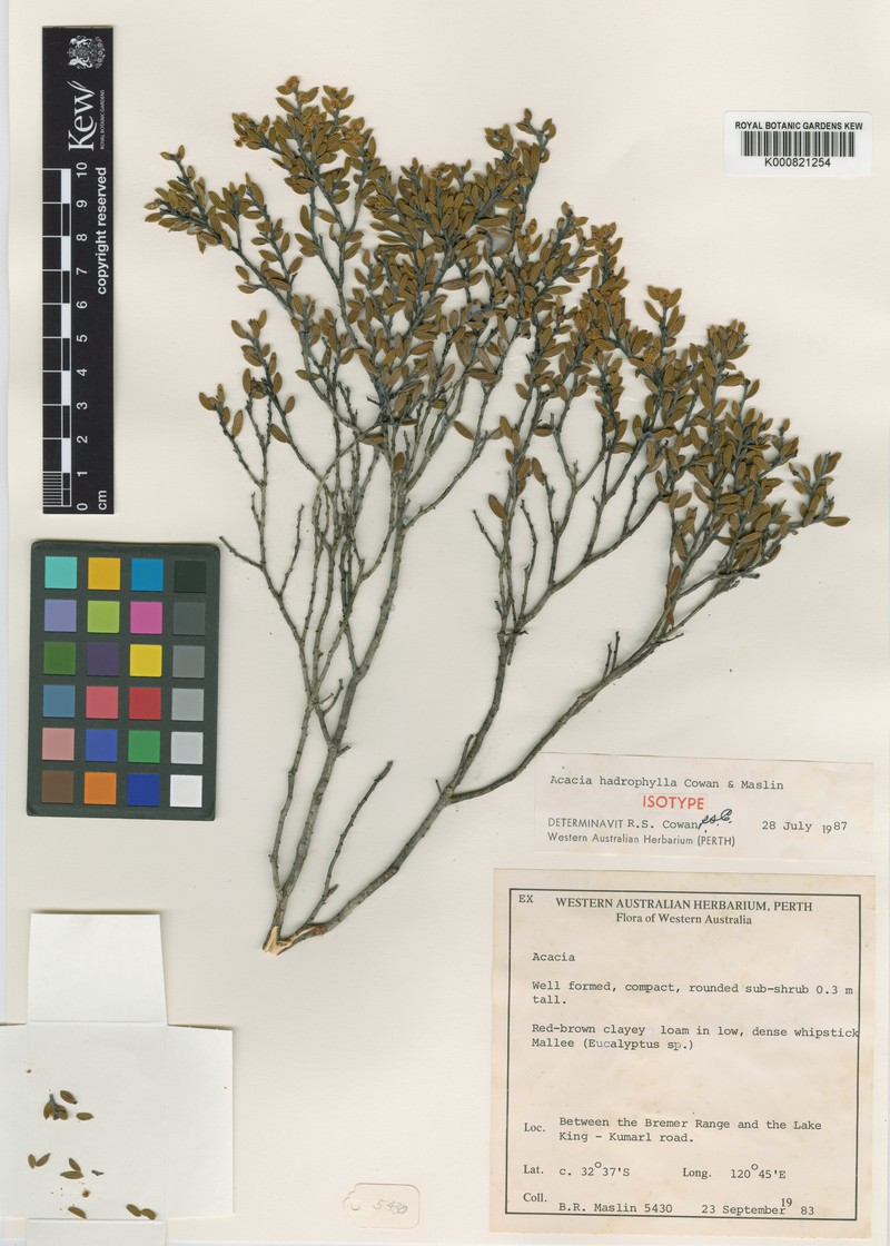 Acacia hadrophylla photo 4