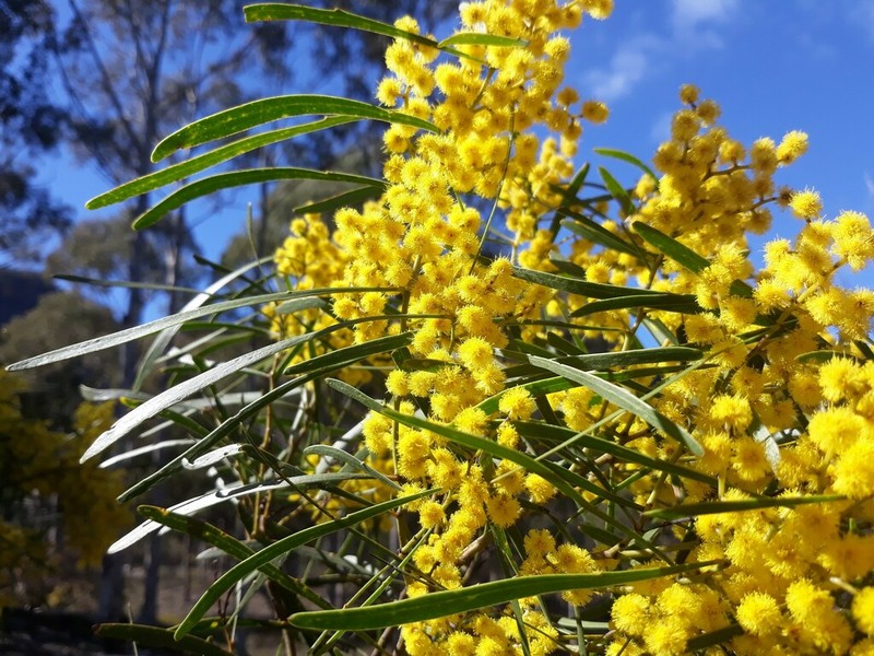 Acacia hakeoides photo 3