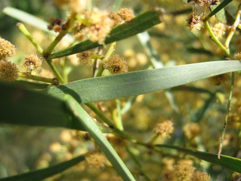 Acacia hakeoides photo 4