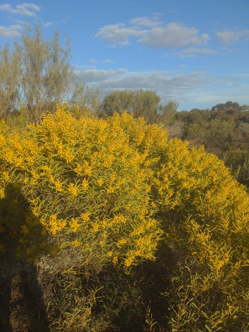 Acacia hakeoides photo 5
