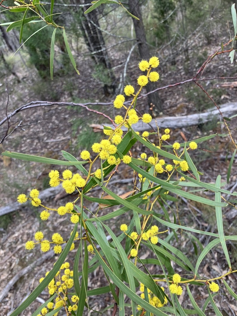 Acacia hakeoides photo 6