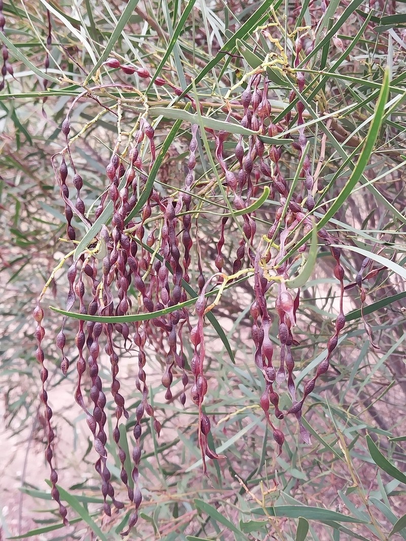 Acacia hakeoides photo 7