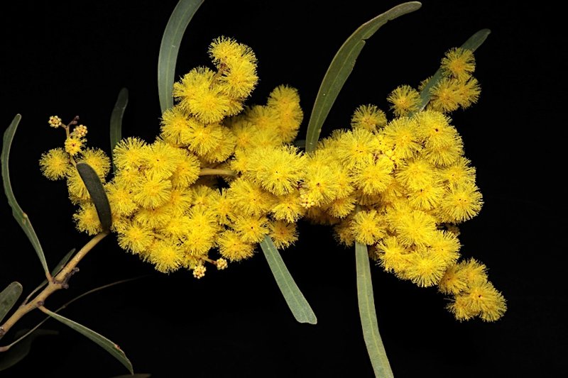 Acacia hakeoides photo 2
