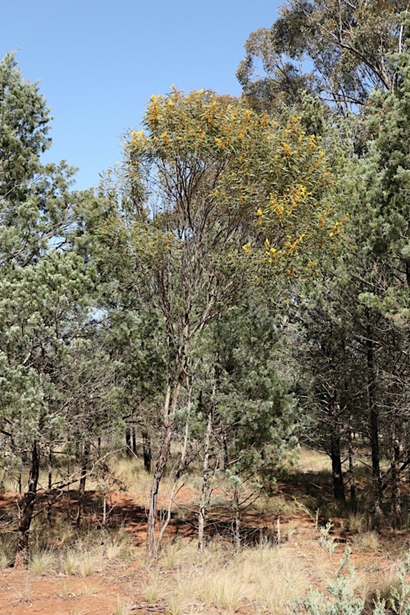 Acacia hakeoides