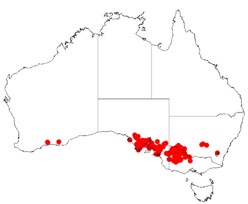 Acacia halliana
