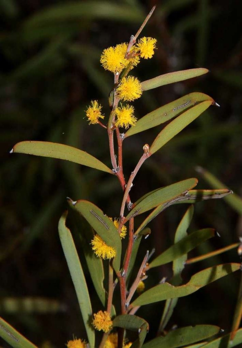 Acacia halliana photo 2