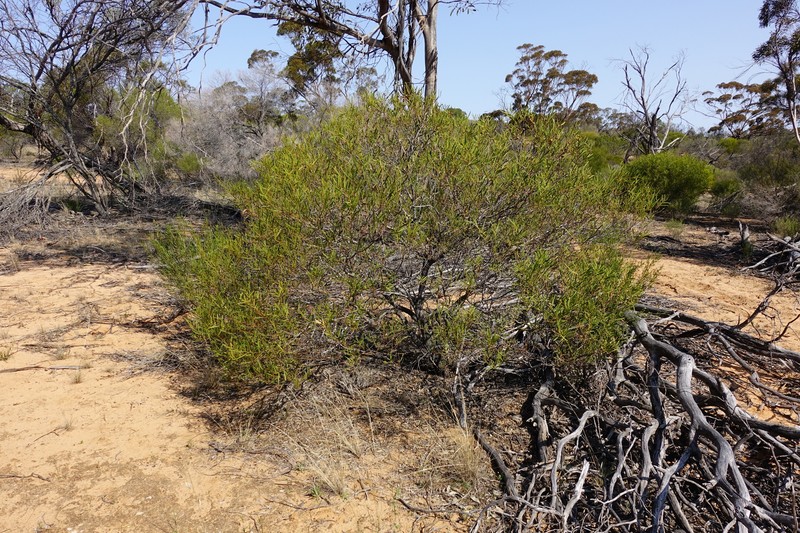 Acacia halliana photo 5