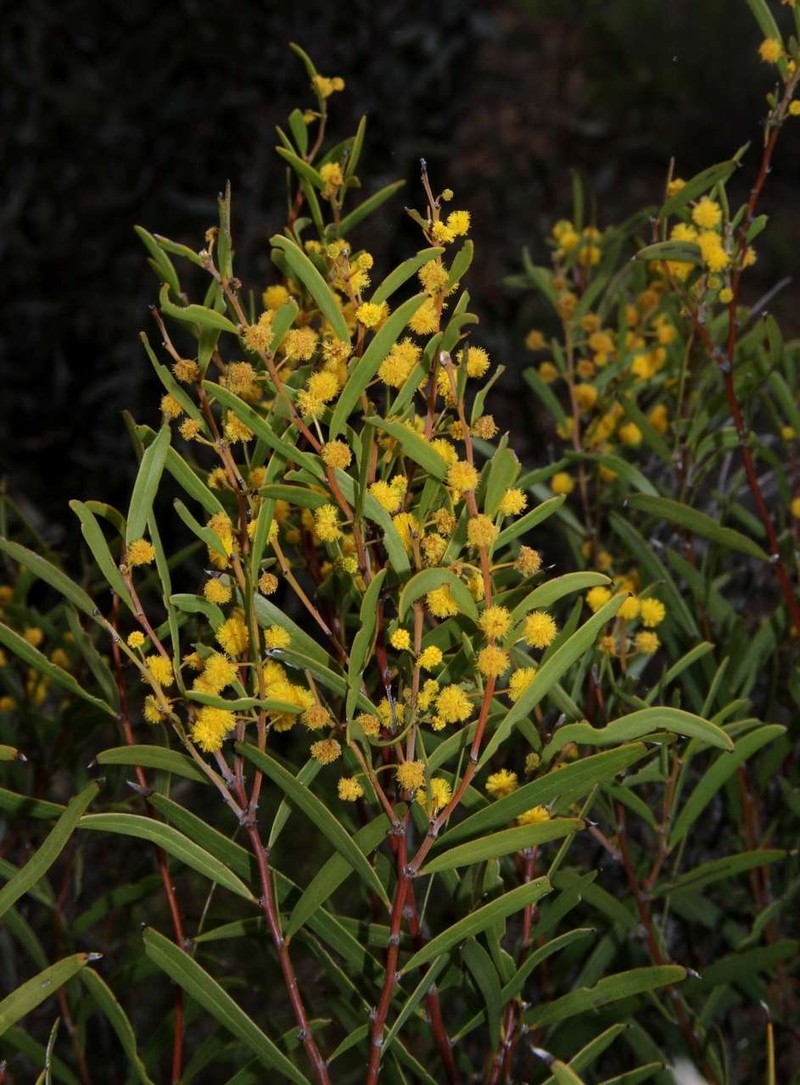 Acacia halliana photo 6