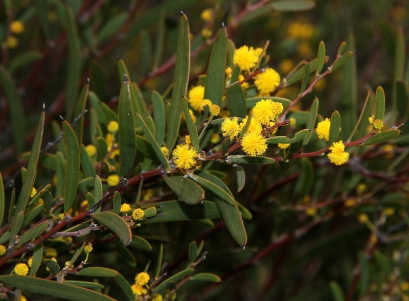 Acacia halliana photo 7