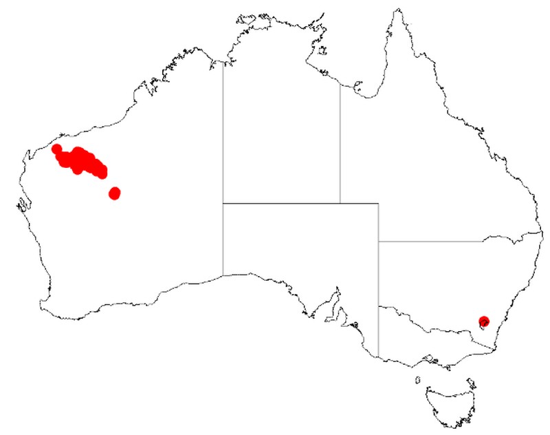 Acacia hamersleyensis