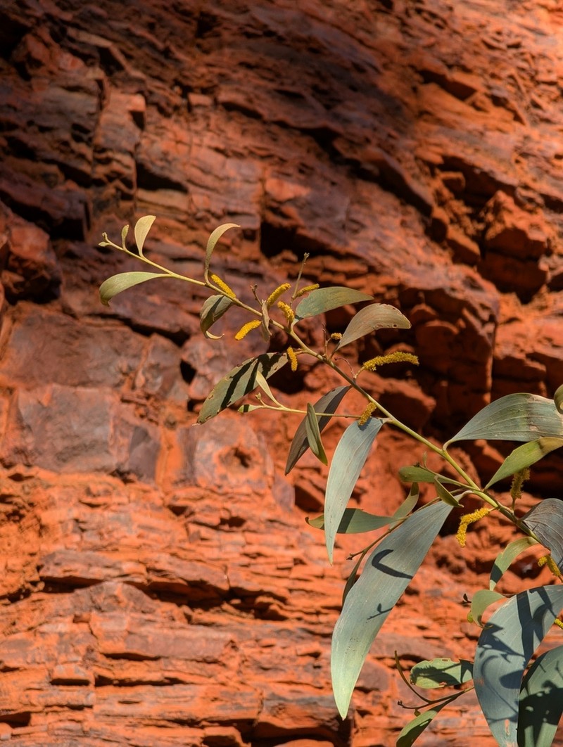 Acacia hamersleyensis photo 2