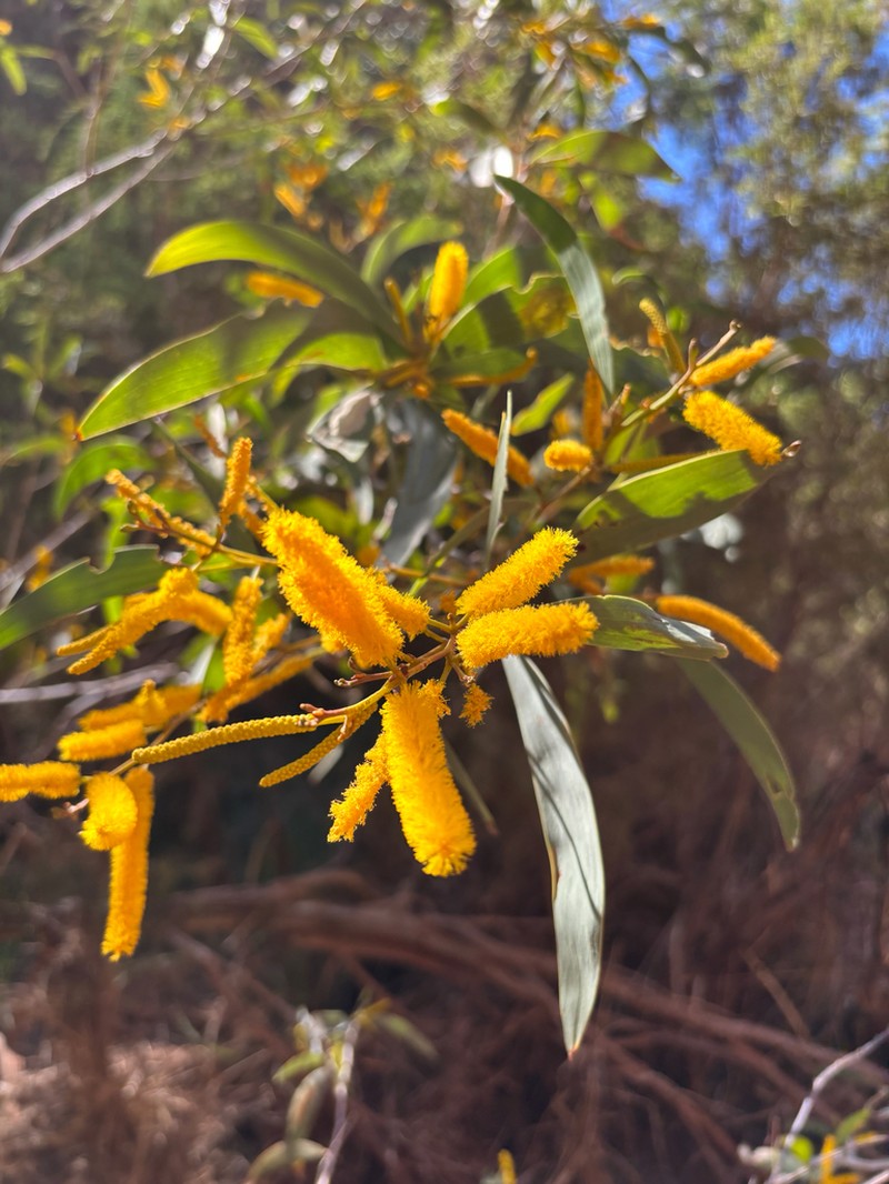 Acacia hamersleyensis photo 3