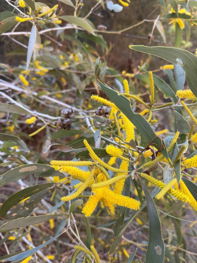 Acacia hamersleyensis photo 4