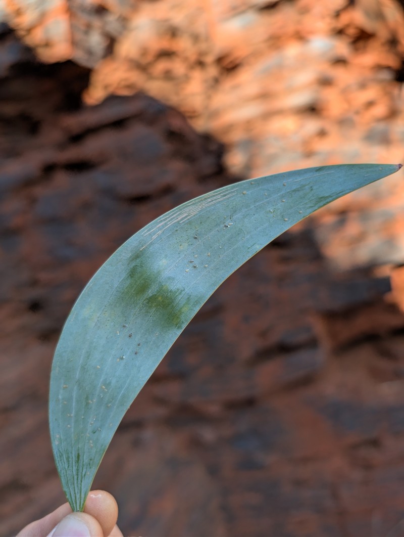 Acacia hamersleyensis photo 6