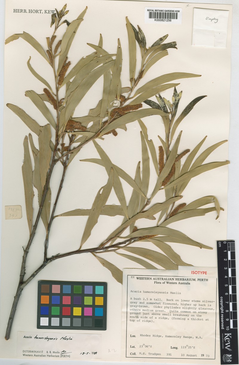 Acacia hamersleyensis photo 7