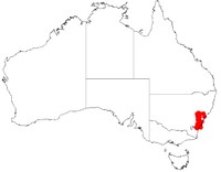 Acacia hamiltoniana