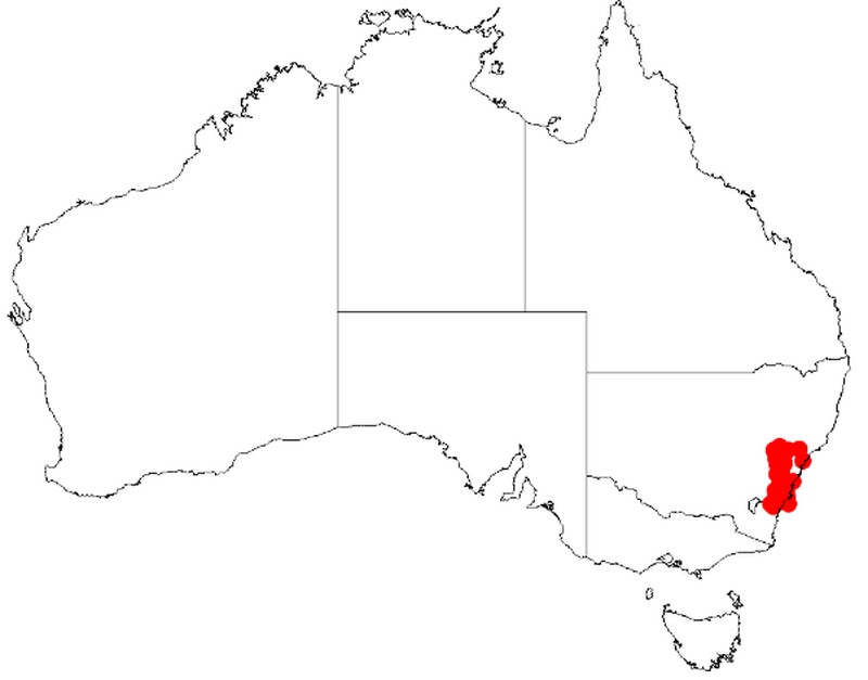 Acacia hamiltoniana