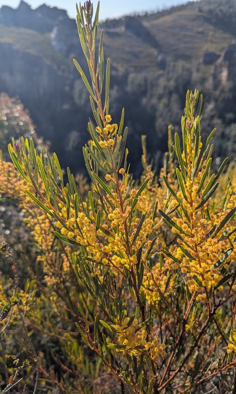 Acacia hamiltoniana photo 2