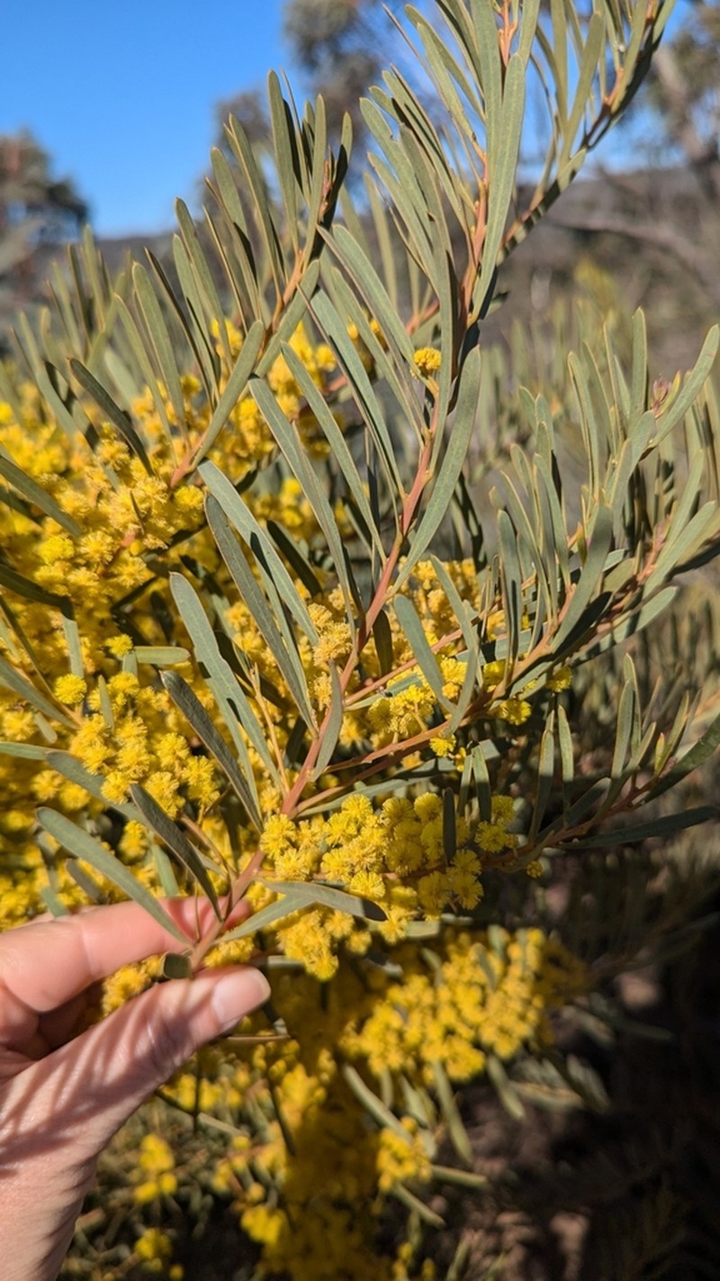 Acacia hamiltoniana photo 3