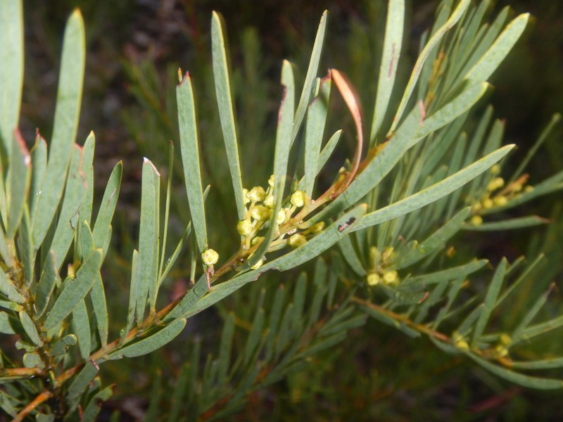 Acacia hamiltoniana photo 4