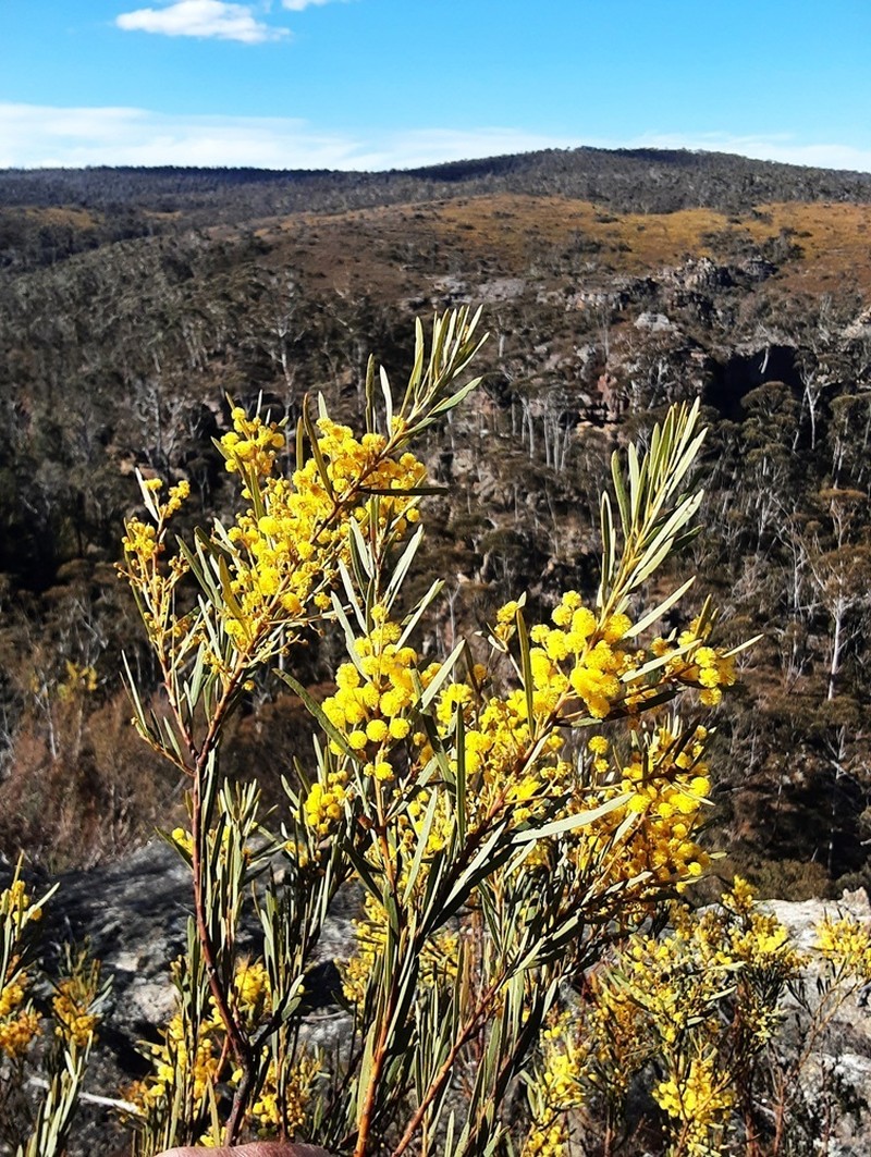Acacia hamiltoniana photo 5