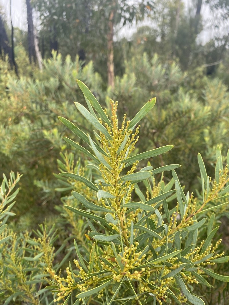 Acacia hamiltoniana photo 6