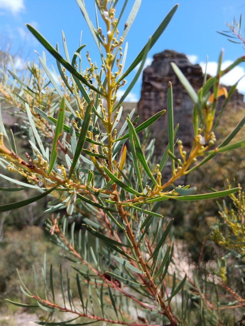 Acacia hamiltoniana photo 7