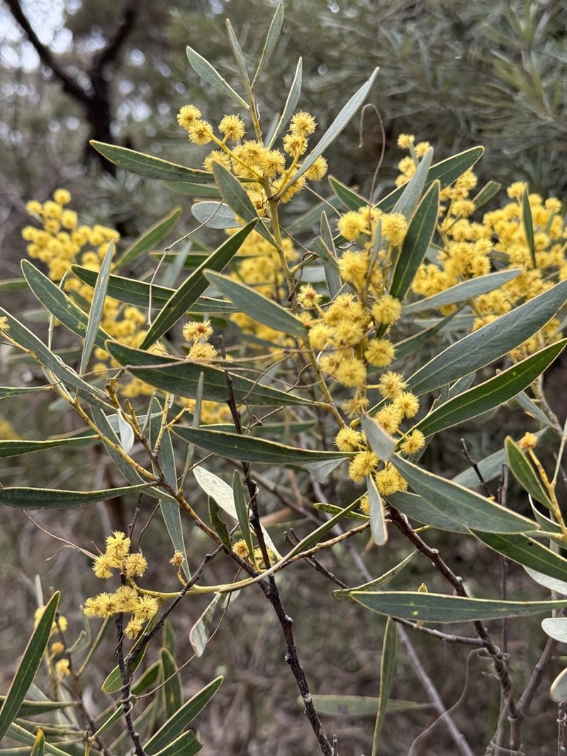 Acacia hamiltoniana photo 8