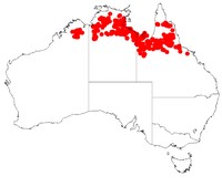 Acacia hammondii