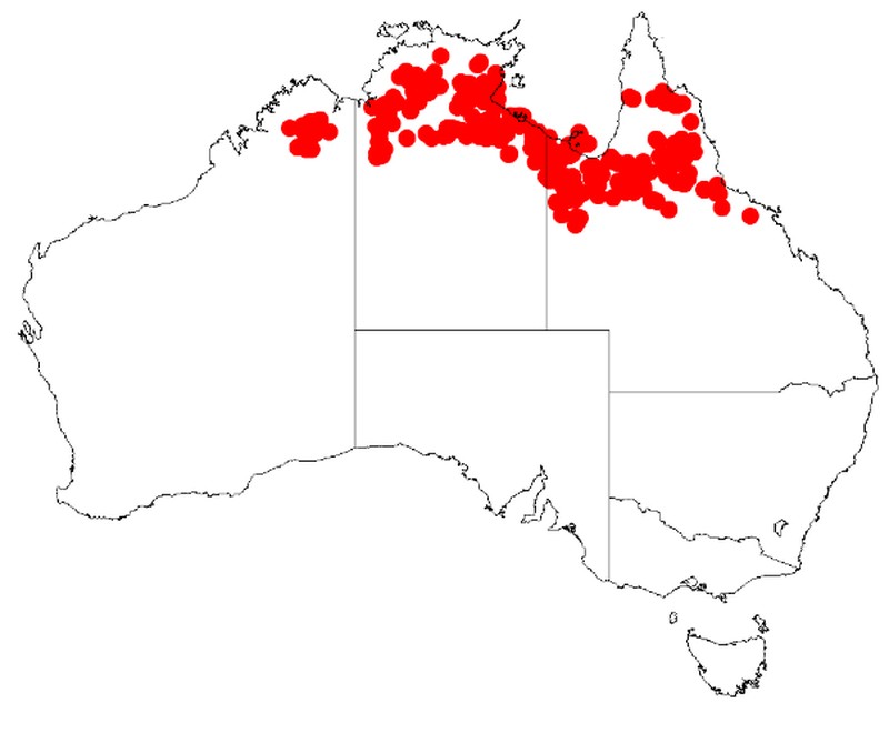 Acacia hammondii
