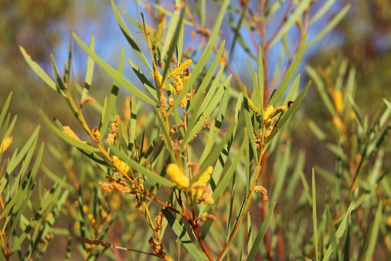 Acacia hammondii photo 2