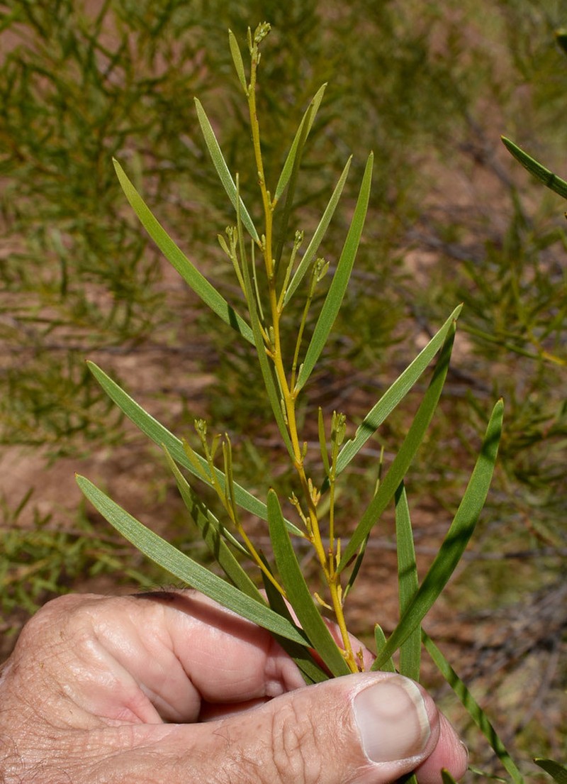 Acacia hammondii photo 3