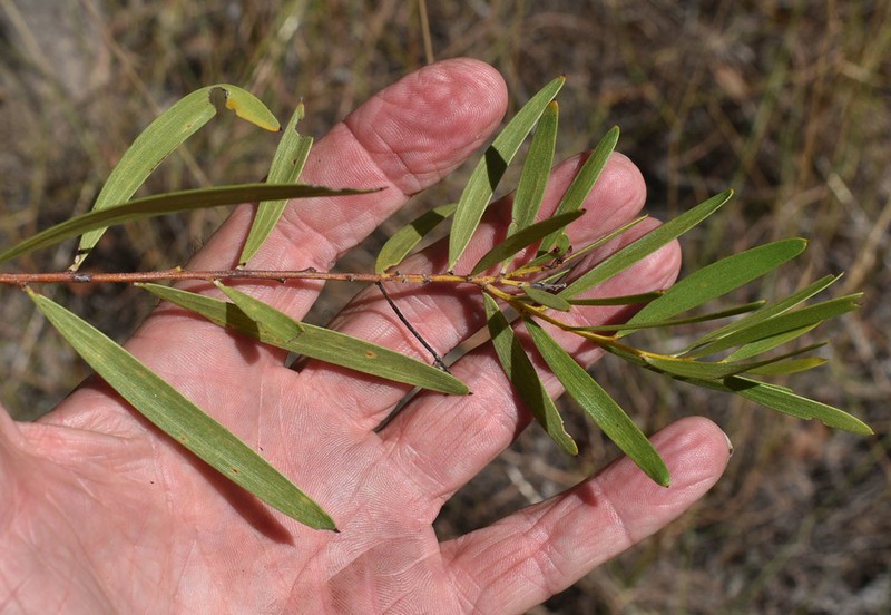 Acacia hammondii photo 4