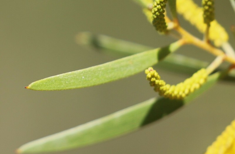 Acacia hammondii photo 5