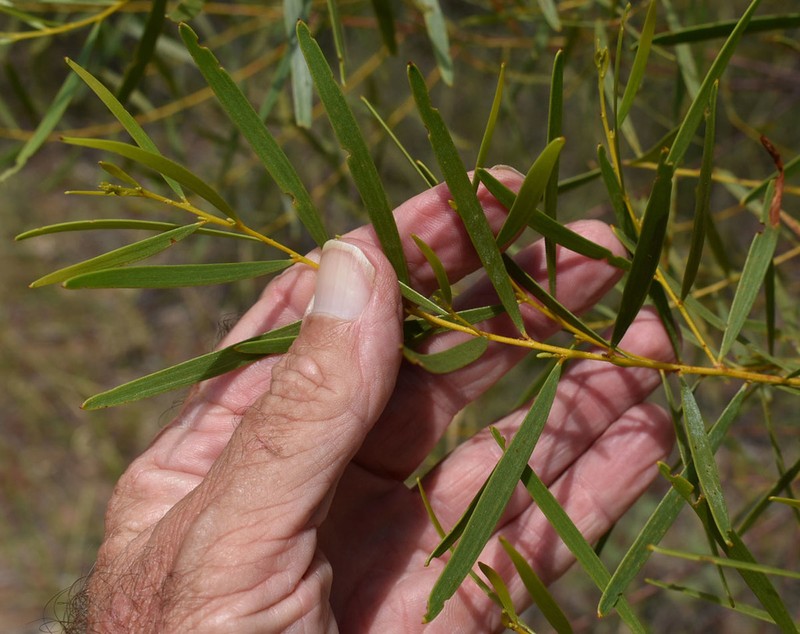 Acacia hammondii photo 6