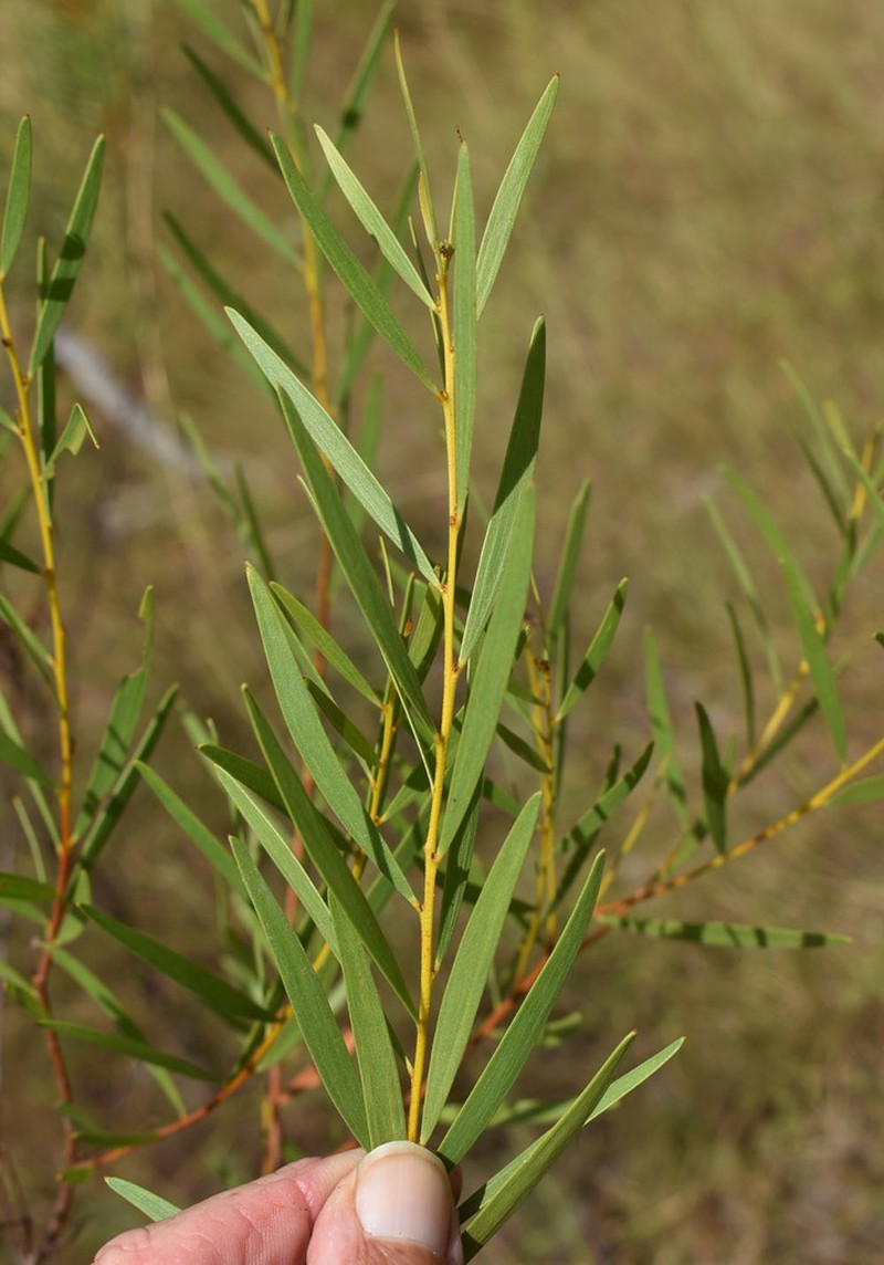 Acacia hammondii photo 7