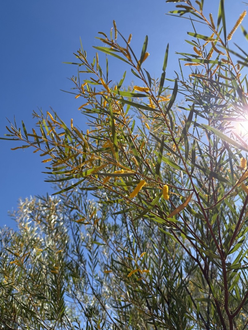 Acacia hammondii photo 8