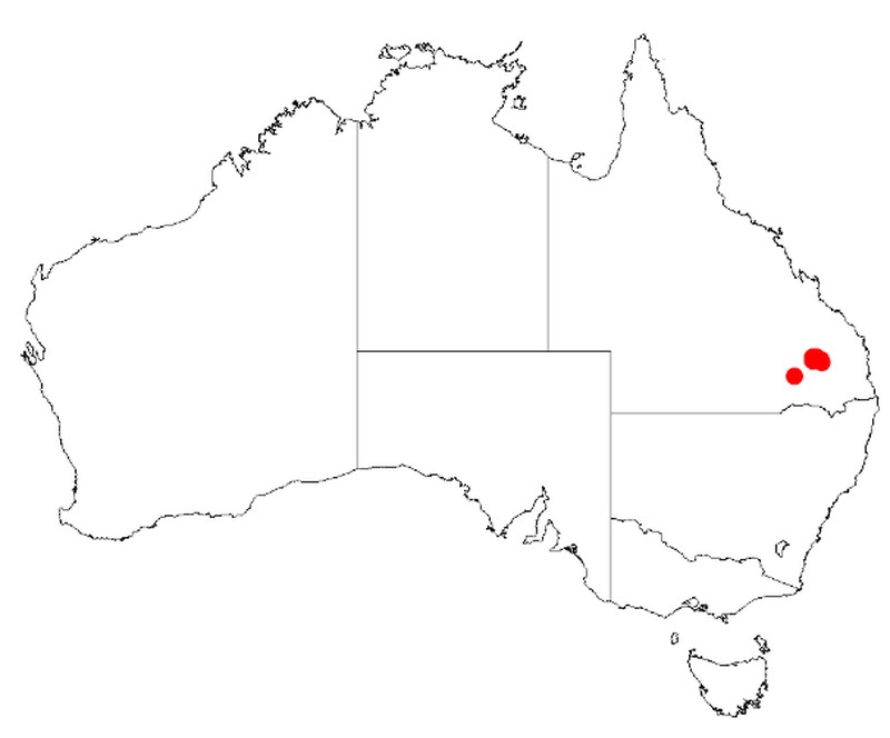 Acacia handonis
