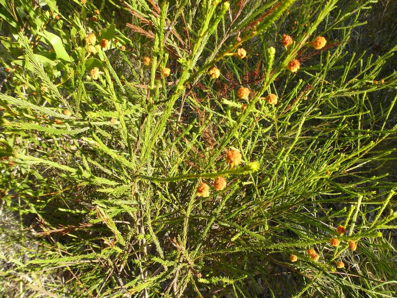 Acacia handonis photo 2