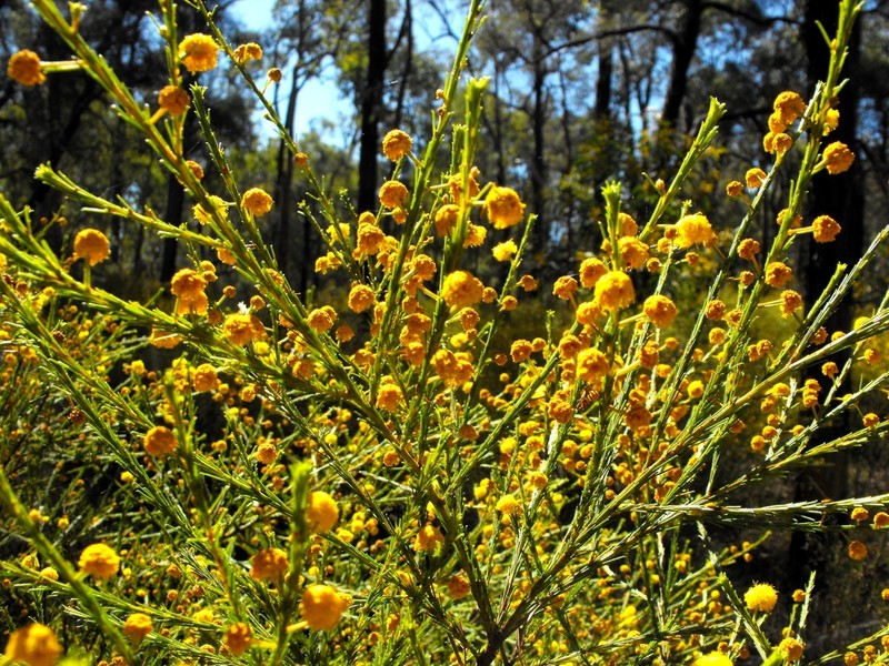 Acacia handonis photo 3