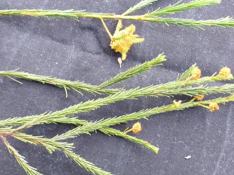 Acacia handonis photo 4